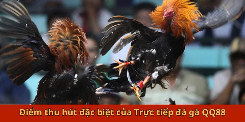 Điểm thu hút đặc biệt của trực tiếp đá gà QQ88