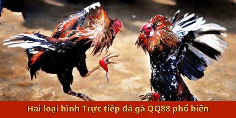 Hai loại hình trực tiếp đá gà QQ88 phổ biến