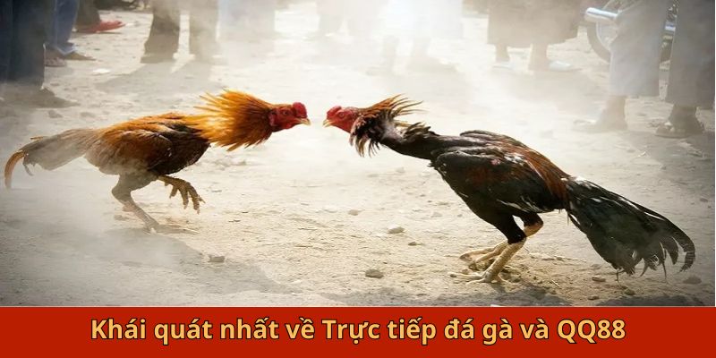 Khái quát nhất về trực tiếp đá gà và QQ88