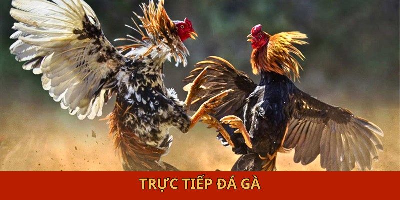 Trực Tiếp Đá Gà